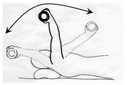 Lying on the back, moving the arm through its full arc while holding a light weight