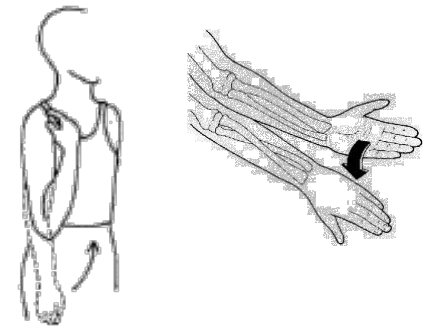 Elbow straightening with the arm released from the sling, and forearm rotation turning the palm up and down