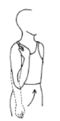 Bending and straightening the elbow