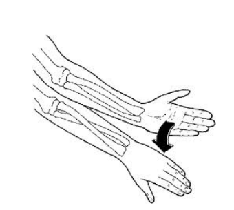 Forearm turning palm up and palm down with the elbow bent at a right angle