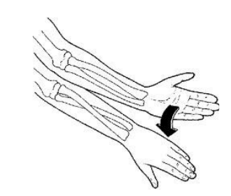 Forearm turning palm up and palm down with the elbow bent at a right angle