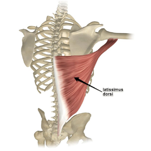 Anatomy of the back showing the latissimus dorsi muscle