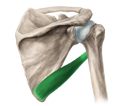 Anatomy of the shoulder blade showing the teres major muscle running to the upper arm